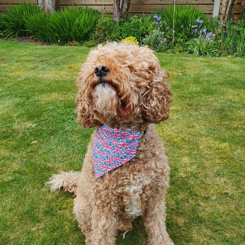 Jubilee Thread on the Collar Bandana